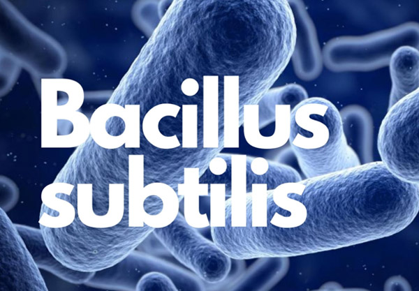 Lợi khuẩn Bacillus subtilis giúp cải thiện tình trạng biếng ăn ở trẻ 